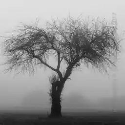 'Baum im Nebel' in a higher resolution