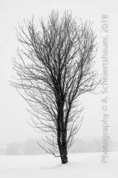 'Baum II in einer Schneelandschaft' in a higher resolution