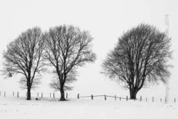 'Drei Bäume in einer Schneelandschaft' in a higher resolution