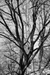 'Helle und dunkle Bäume' in a higher resolution