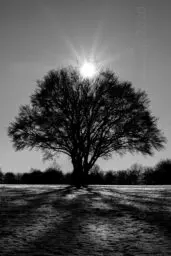 'Sonne über einem großen Baum im Feld' in a higher resolution