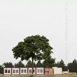 'Baucontainer und Baum' in a higher resolution